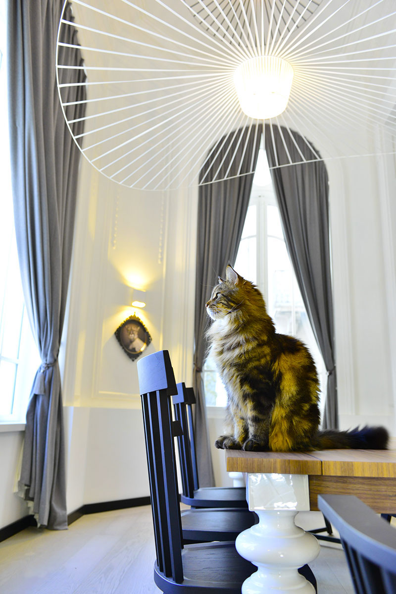 Appart Aix c Actives 2016 chat